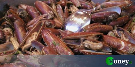 Non solo datteri di mare, dai ghiri all'istrice, dagli scoiattoli fino ai pettirossi.sono solo alcuni degli animali che nonostante i divieti finiscono ogni anno sulle tavole degli italiani, danneggiando l'ambiente e favorendo i traffici illegali. Datteri di mare: cosa sono, prezzo, perché sono vietati e ...