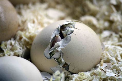 8 Tips For Hatching Chicks Naturally