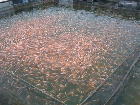 Harga ikan air tawar di pasar ikan dominan lebih murah daripada harga ikan air laut. Tujuan budidaya ikan air tawar konsumsi