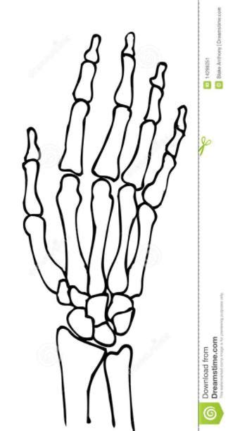 Cómo Dibujar Una Mano De Esqueleto En Tu Mano 】 Paso A Paso Muy Fácil