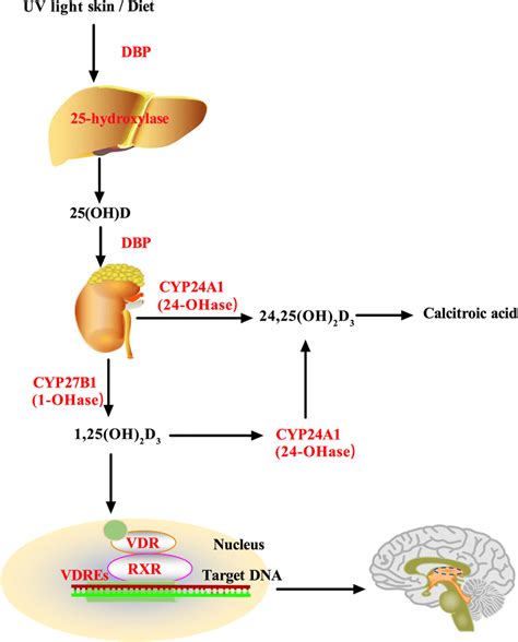 Understanding vitamin d metabolism & function. Vitamin D metabolism. DBP, Vitamin D-binding protein; RXR ...