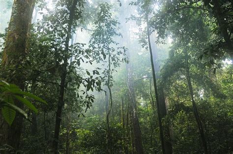World Rainforest Day 2020 calls for action to protect this precious 