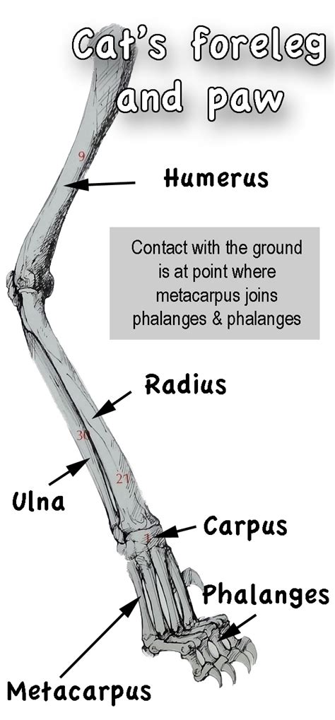Structure and physical properties.—bone is one of the hardest structures of the animal body; Comparison human hand and arm to cat paw and foreleg