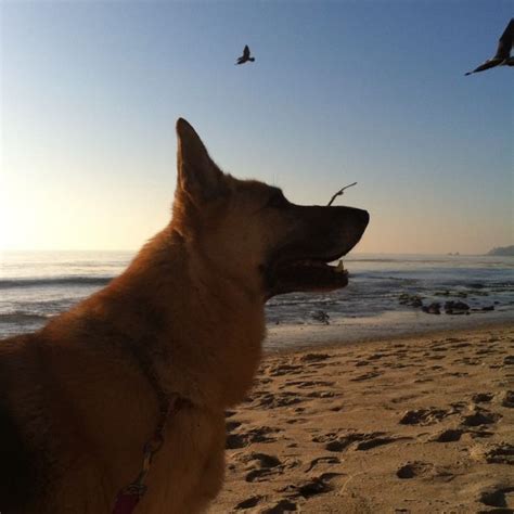 Maggie Was Adopted From Coastal German Shepherd Rescue Oc In January
