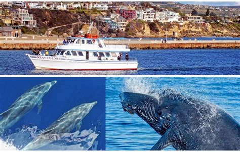 We did not find results for: Dana Point Whale Watching Tours, Dana Point, CA ...