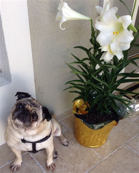 Happy Easter, Happy Spring, Happy Happy Everythingpug (Taiho IV) | All things cute, Happy 