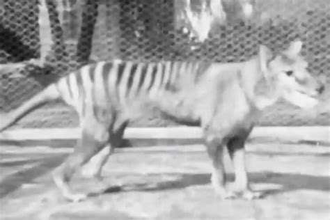 Newly Discovered Footage Reveals The Final Tasmanian Tiger Prowling