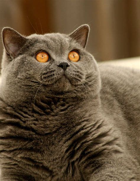 Find british shorthairs kittens & cats for sale uk at the uk's largest independent free classifieds site. British Shorthair Cat Price In India - British Shorthair