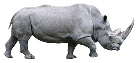 Rhinoceros Png Transparent Rhinoceros Png Images Plus