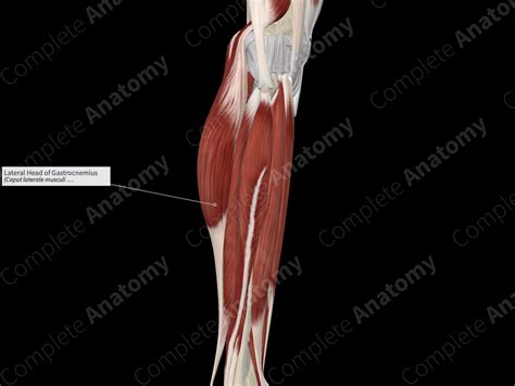 Lateral Head Of Gastrocnemius Complete Anatomy