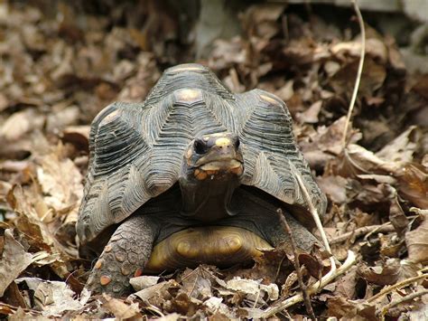 Free Angry Tortoise Turtle Stock Photo