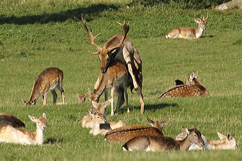Fallow Deer Mating Seen At Holkham Park Norfolk At The Be Flickr