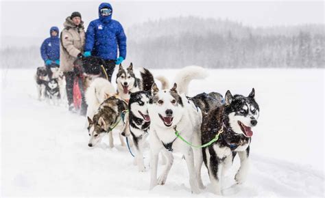 First Time Dog Sledding Swedish Lapland