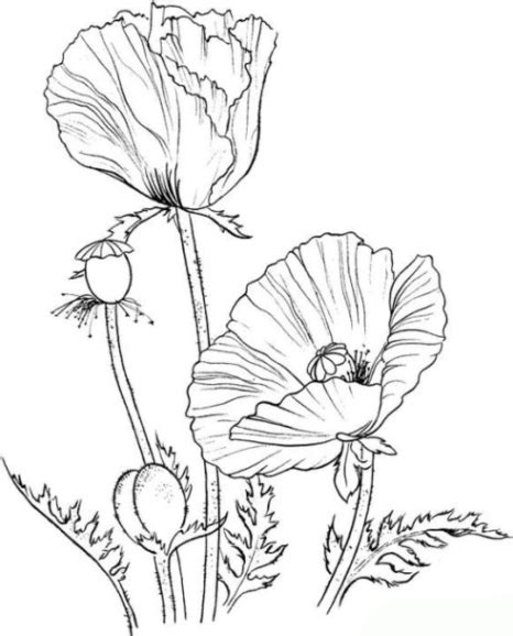 Malvorlagen zum Drucken Ausmalbild Mohn kostenlos 1