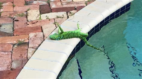 Its Raining Iguanas In Florida