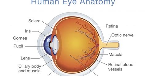 Normal Growth And Development Of Human Eyes Eye Health Nepal