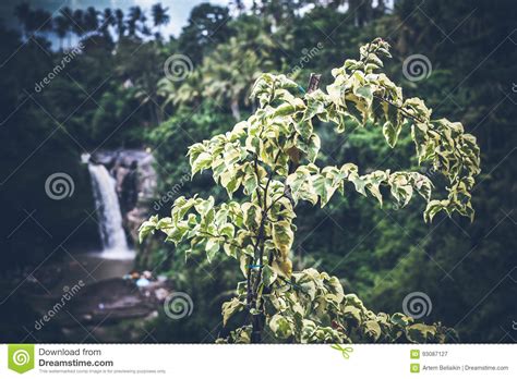 Waterfall Deep In The Tropical Rain Forest Of Ubud Tropical Bali