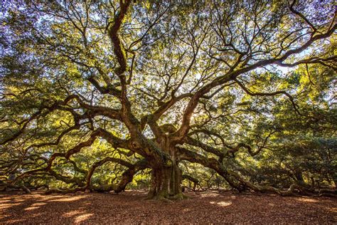25 Of The Most Amazing Trees In The World Cn Traveller