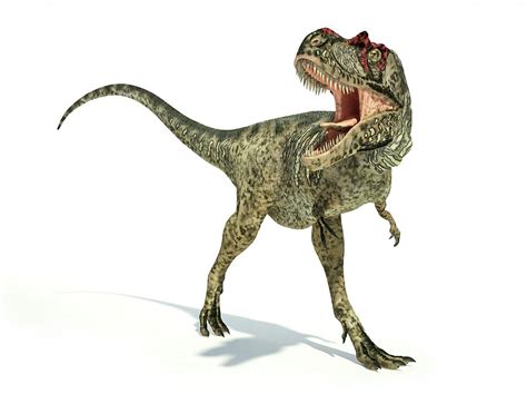 Albertosaurus Dinosaur Photograph By Leonello Calvetti Pixels