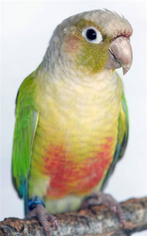 Now my step mom wants to get a pineapple green cheek lol. Pineapple Conure — young pineapple green cheek conure