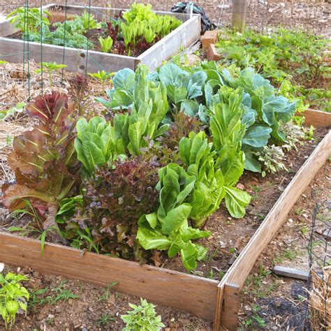 The aim is to produce an intensively planted vegetable garden or a highly productive kitchen garden. How To Build Raised Vegetable Garden Beds For Beginner ...