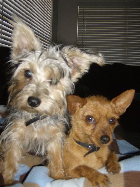 Silky Pin Miniature Pinscher And Silky Terrier Mix Pictures And