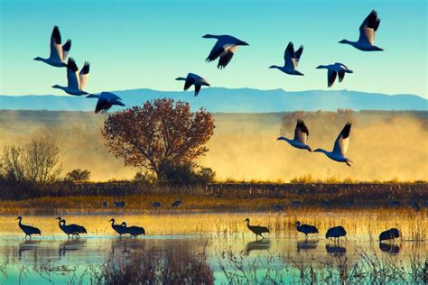 Images Of Bird Migration Nature And Wildlife Discovery