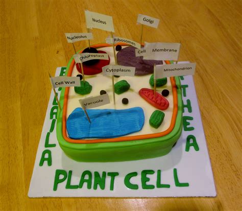 Plant Cell Biology Homework Plant Cell Model Cell Model Edible