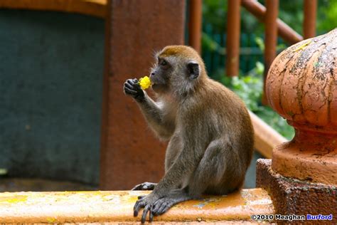 Commission pay overtime pay ad jobstreet malaysia. Issue 75: Monkeys in Malaysia - Part 1 | KiteLife®