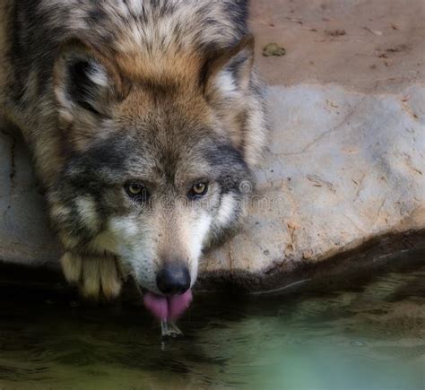 Wolf Drinking Stock Photo Image Of Mammal Wolf Canine 5741488