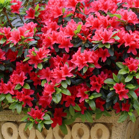 From modern fashion to historical or fantasy themes, anime or disney style, male or female doll bases: Azalea japonica Red (10.5cm Pot) | J Parker Dutch Bulbs