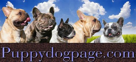Join millions of people using oodle to find puppies for adoption, dog and puppy listings french bulldogs for sale. Pin by Susan on merle french bulldog puppies | French ...