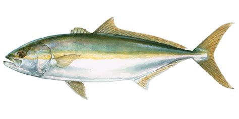 Yellowtail Kingfish Where To Catch Yellowtail Kingfish Fishing Spots