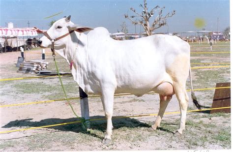 Indian Beautiful Cow Album On Imgur Cow Cow Photos Cattle