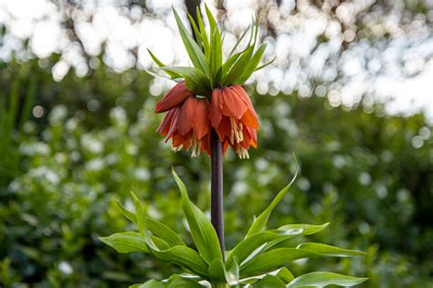 Fritillaria Imperialis Pictures Download Free Images On Unsplash