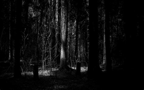 🔥 Free Download Dark Forest Wallpapers 1920x1200 For Your Desktop