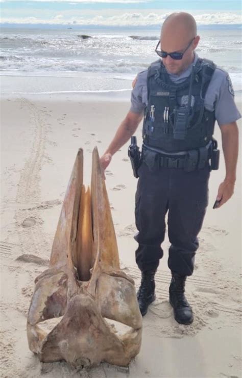 Mysterious Skull Identified After Washing Up On New Jersey Beach