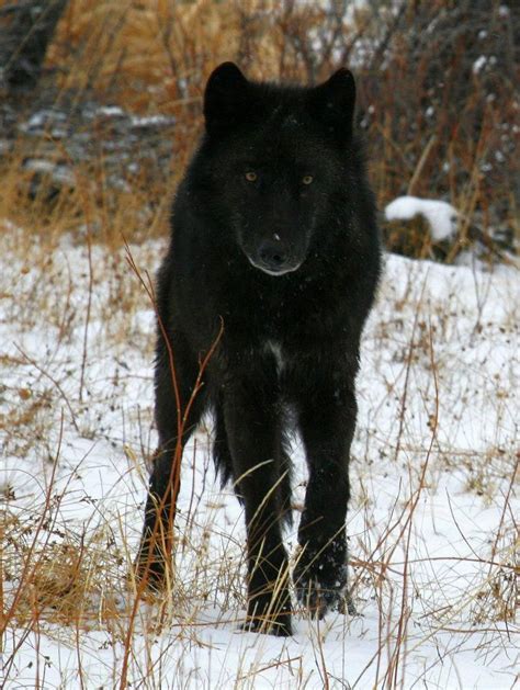 Wolf World Real Dog Beautiful Wolves Wild Creatures Wild Dogs