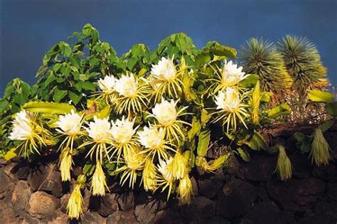Orchid cactus growing care and propagation part 1. Gallery Queen Of The Night Cactus