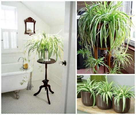11 Houseplants That Dont Need A Lot Of Sunlight To Grow Bedroomplants