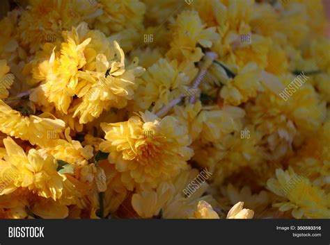 This is unless, of course, you want. Jinx Mastery: Marigold Flowers For Sale Near Me : Close ...