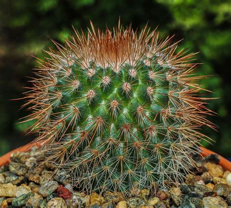 Mammillaria Spinosissima By Ro Commonsfeatured Picturesplants