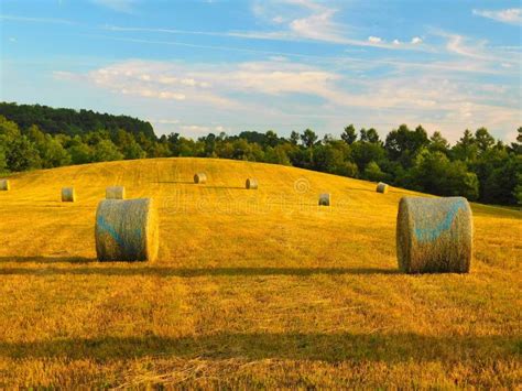 Field Of Hay Bales Stock Image Image Of Quiet Grass 73568753