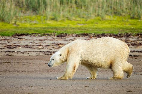 Polar Bear Hudson Bay Nunavut Canada Paul Souders Worldfoto