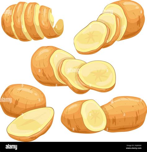 Potato Vegetable Food Set Cartoon Vector Illustration Color Sign Stock
