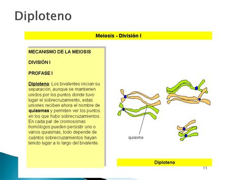 Ppt Fases De La Mitosis Powerpoint Presentation Free Download Id