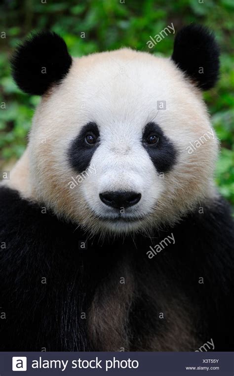 Panda Head High Resolution Stock Photography And Images Alamy