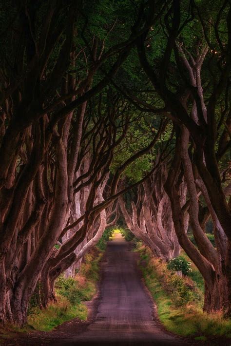 Dark Hedges Northern Ireland By Max Forst Paisajes Turismo