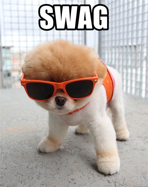 swag boo  dog sunglasses meme generator