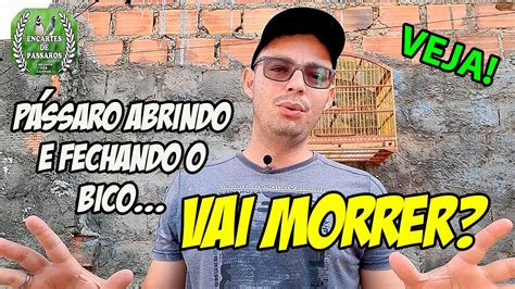 Pássaro Abrindo e Fechando o Bico Vai morrer YouTube